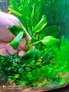 copy_132_IMG_20210205_222437.jpg