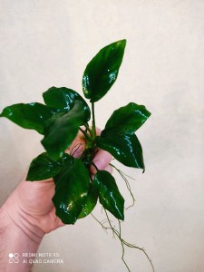 copy_625_IMG_20210205_222334.jpg