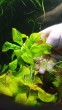 Эхинодорус мелкоцветный _Тропика_ (Echinodorus parviflorus _Tropica_) .jpg