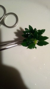 IMG_20210426_200641.jpg