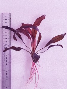 copy_192_20210330_130919.jpg