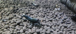 IMG_20210511_211528.jpg