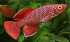 nothobranchius_korthausae_red.jpg