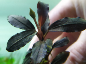 Буцефаландра sp.Pandora Queen3.jpg