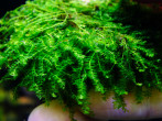 Callicostella prabaktiana - moss sp. Sumater_1.jpg