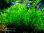 Districhophyllum Maibarae__.jpg