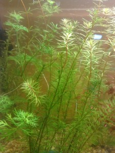 copy_420_040620161531.jpg
