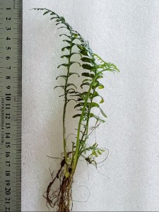 copy_535_copy_258_20210705_100719.jpg