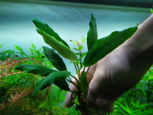 Анубиас Congensis6.jpg