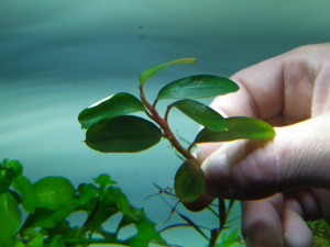 Буцка sp.Brownie Candy1.jpg