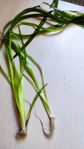 IMG_20210808_175155.jpg