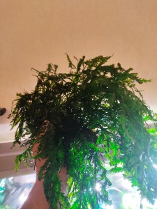 IMG_20210925_212128.jpg