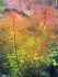 copy_108_Myriophyllum-Tuberculatum.jpg
