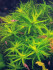 copy_863_Heteranthera-Zosterifolia.jpg