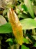 copy_880_Guinea-2.jpg