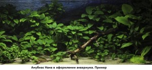 Анубиас-в-интерьере.jpg