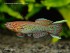 Fp_gardneri_gardneri_Lafia_M_CRW_0026_1_640.jpg