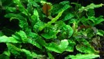 1423414748_cryptocoryne-scurrilis-3 (1).jpg