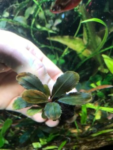 Bucephalandra sp. Brownie Pixy (2).jpeg