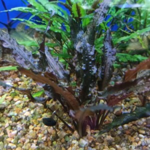 Cryptocoryne walkeri var. legroi  .jpg