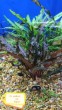 Cryptocoryne walkeri var. legroi  .jpg