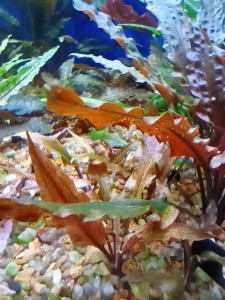 Cryptocoryne walkeri var. legroi .jpg