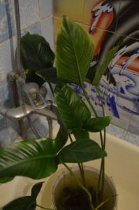 DSC_0068.JPG