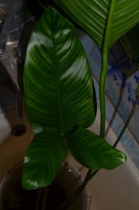 DSC_0070.JPG