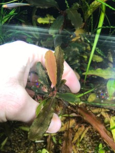 Kualakuayan-1 (3).JPG