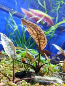 copy_253_Cryptocoryne-x-purpurea-225x300.jpg