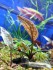 copy_253_Cryptocoryne-x-purpurea-225x300.jpg