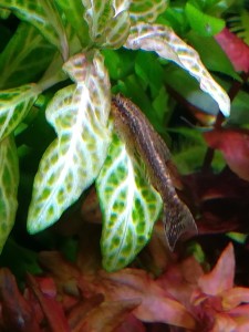 copy_281_IMG_2884.jpg