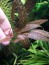 copy_335_Cryptocoryne-nurii-Pink-Line.jpg