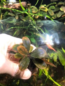 copy_418_Bucephalandra-sp.-Brownie-Pixy-1.jpeg