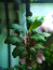 Анубиас Coffeefolia5.jpg