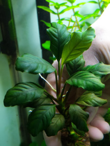 Анубиас Coffeefolia7.jpg