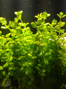 Линдерния круглолистная1.jpg