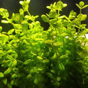 Линдерния круглолистная1.jpg