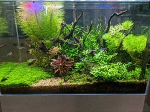 Набір рослин 2021-11-16.jpg