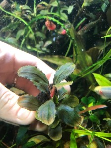 copy_334_copy_282_Bucephalandra-sp.-Brownie-Pixy-3.jpeg