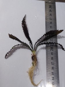 IMG_20220121_194805167.jpg