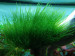 copy_397_copy_696_copy_624_copy_422_copy_298_Стринг1.jpg