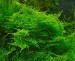 copy_982_copy_82_Мох-Анчер1.jpg