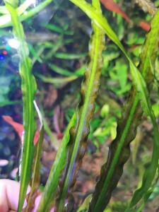 IMG_20201125_111351.jpg
