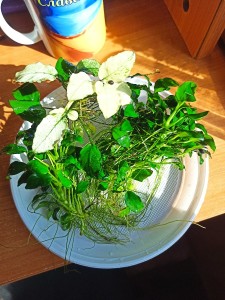 IMG_20220424_092042.jpg