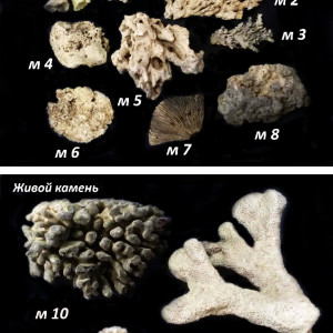 Живые камни.jpg