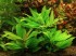 copy_235_copy_301_1500056700_hygrophila-corymbosa-compact-1.jpg