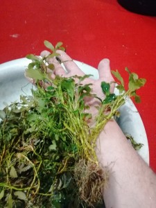 IMG_20230308_193737.jpg