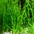 vallisneria_spiralis_142_0.jpg
