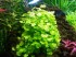 1432920022_cardamine-lyrata.jpg